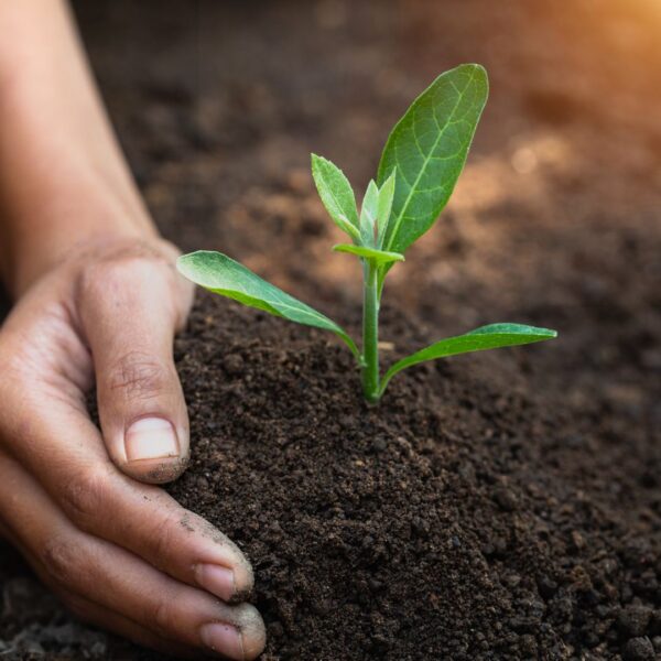 hand pushing dirt toward plant